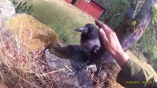 Removing ticks from young hooded crow [upl. by Vargas396]