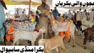 Bakra Mandi sahiwal mashallah bahut khubsurat bacchon wali bakriyan Zafar Bakra TV [upl. by Mcleod]