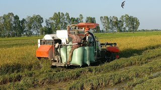 Kubota Combine Harvester DC70 Harvesting Rice [upl. by Patin]