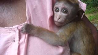 Sri Lankaශ්‍රී ලංකාCeylonBaby Monkey Toque Macaque quotRajuquot [upl. by Meaghan]