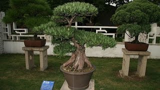 Podocarpus Macrophyllus Bonsai [upl. by Adnilim314]