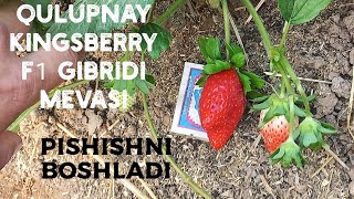 Kingsberry Pishishni Boshladi Doni O‘ta Yirik 70 80 grm [upl. by Ianthe]