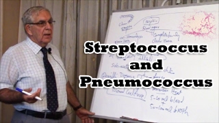 Streptococcus and Pneumococcus [upl. by Idarb]