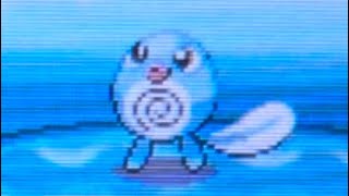 Shiny Poliwag after 748 REs in HGSS [upl. by Tallulah200]