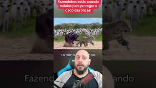 Búfalo contra onças animais biólogohenrique biologia serpentes [upl. by Eelaroc]