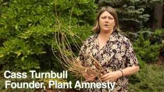 How to Prune Magnolias  Instructional Video w Plant Amnesty [upl. by Sokcin]