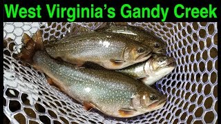 Trout Fishing West Virginias Gandy Creek [upl. by Mosby]