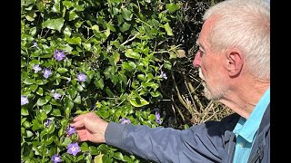 Greater Periwinkle with John Feehan Wildflowers of Offaly series [upl. by Valorie263]