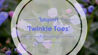 Twinkle Toes Lungwort  Walters Gardens [upl. by Grania]