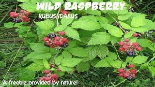 ⟹ WILD RASPBERRY  Rubus idaeus  Planted by the birds [upl. by Akienom]