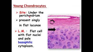 Histopathological techniques Types structure and Stains of the cartilage [upl. by Jammin]