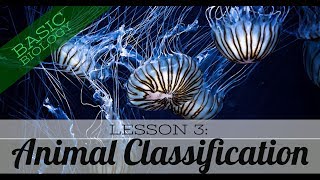 Basic Biology Lesson 3  Animal Classification GCSE Science [upl. by Fiedler]