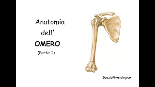 Anatomia dell Omero Parte I [upl. by Sura]