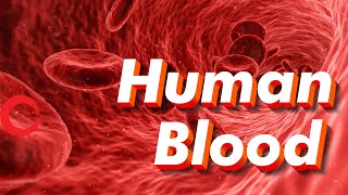 Human Blood rbc wbc plasma platelets  Life processes Class 10 Science Biology [upl. by Asirahc821]