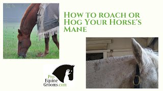 How to roach or hog your horses mane [upl. by Schuh]