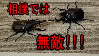 レックスゾウカブト（アクティオン）vs ヘラクレスオオカブト、パラワンオオヒラタクワガタ Megasoma rex vs Dynastes herculesDorcus titanus [upl. by Rosalyn]