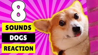 8 Sounds Dogs Like to React to the Most [upl. by Forkey250]