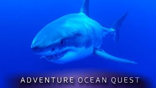 ► Adventure Ocean Quest  The White Sharks of Guadalupe FULL Documentary [upl. by Galitea]