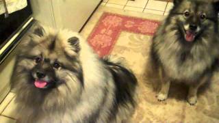 Keeshond Breakfast [upl. by Vinny76]