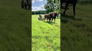 ☀️🌾Cutting hay and raking it into windrows visithomesteadwaco homesteadheritage [upl. by Amling]