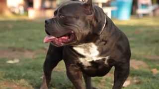 AMERICAN BULLY  BLUE BEATLE [upl. by Assitruc]