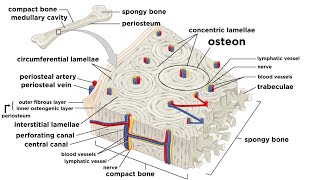 Bones Structure and Types [upl. by Anallese903]