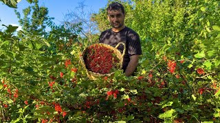 LÄNDLICHE DORFFAMILIE  ROTE JOHANNISBEEREN ERNTEN UND ROTE JOHANNISBEERKONFITÜRE UND KOCHEN [upl. by Atinar]