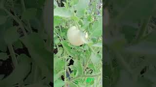 tomato gardening  tarrace garden shortvideo viralvideo [upl. by Roehm]