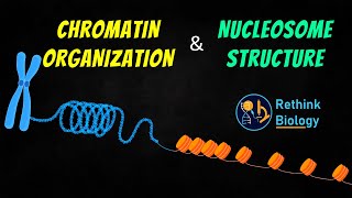 Chromatin Organization Animation  Nucleosome Structure [upl. by Enaasiali]