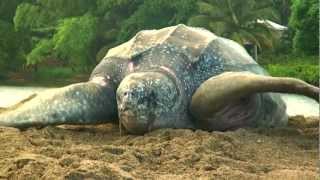 Sea Turtle Nesting Video [upl. by Macdougall]