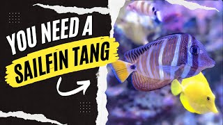 Sailfin Tang EASY to Care For GREAT For Your Reef Aquarium [upl. by Cohby]