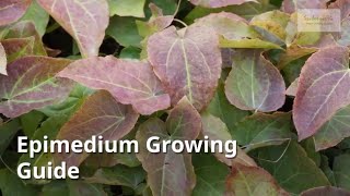 Epimedium Growing Guide [upl. by Aihsyt]