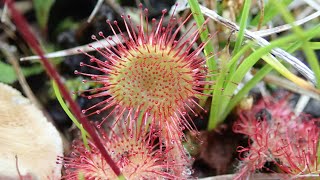 Vleesetende planten in Nederland De ronde zonnedauw Drosera rotundifolia Christian Olivier [upl. by Neellok823]