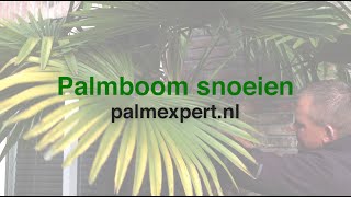 Hoe snoei ik mijn palmboom  Palmexpertnl [upl. by Ogdon]