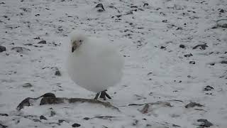 Snowy Sheathbill Chionis albus Esperanza Hope Bay Antarctica 2 Apr 2012 35 [upl. by Durkin926]