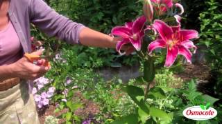 How To Prune Lilies [upl. by Wauters]