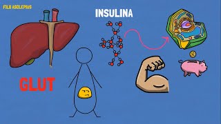 INSULINA  CÓMO FUNCIONA  TIPOS DE INSULINA Glargina NPH Regular Lispro Aspart Detemir [upl. by Marlea]