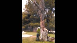 Felling a dead cottonwood tree [upl. by Earlie]