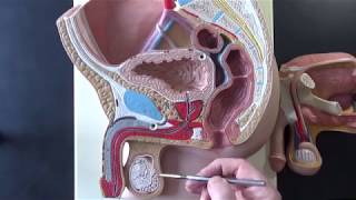 Male Reproductive System Model [upl. by Etnuad]