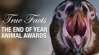 True Facts Animal Awards [upl. by Suirrad]