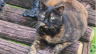 Meet a lovely Tortoiseshell cat [upl. by Sotos]