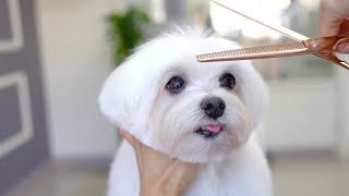 12 YEARS OLD MALTESE GROOMING ✂️❤️🐶 [upl. by Molahs84]