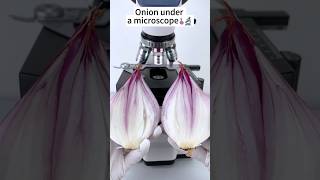 Onion under microscopemicroscope science shortsfeed shorts ytshorts chinesfood123 [upl. by Fricke641]