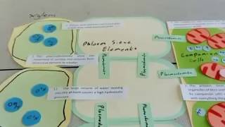 A level Biology translocation revision [upl. by Odla]