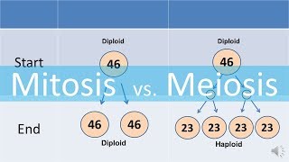 Mitosis vs Meiosis updated [upl. by Maiga529]