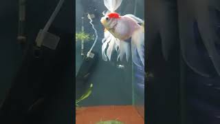 Kinguios fish aquarista youtube aquascape nature peixes aquario funny shorts [upl. by Revilo]