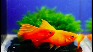 10 Super Amazing Platy Fish  Super Rare Platy Fish [upl. by Seto506]