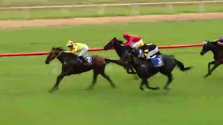 Mareeba 20240407 Race 4 [upl. by Birck822]