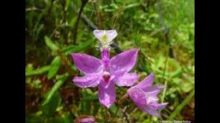 Калистегия Каллипрора Калопогон Garden flowers111 Декоративные растения [upl. by Aknayirp]