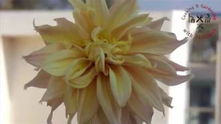 Dahlia plant care tip  Best potting mix  Ideal repoting technique [upl. by Neelloj]